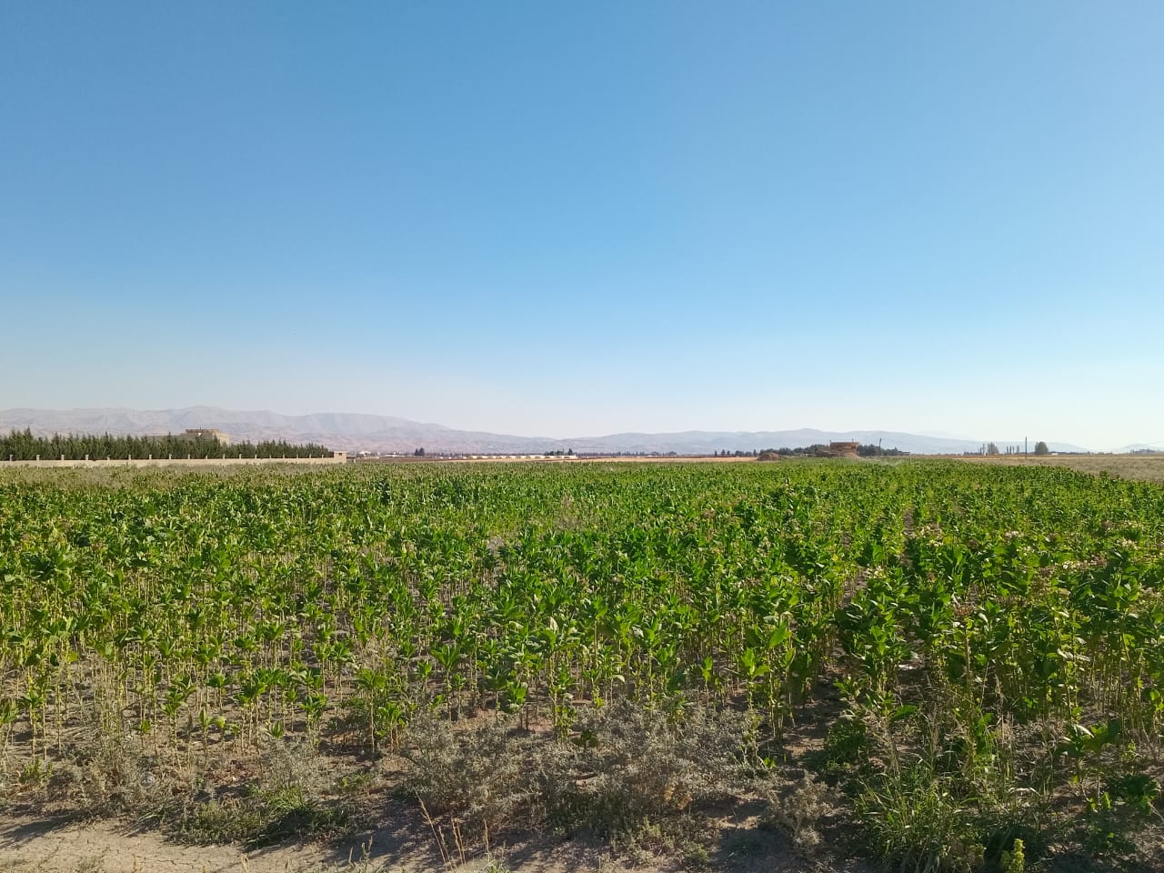 صورة توضيحية للمقال: الحشيشة مجددًا في البقاع : تنظيم زراعة القنّب يحوّلها من نقمة الى نعمة