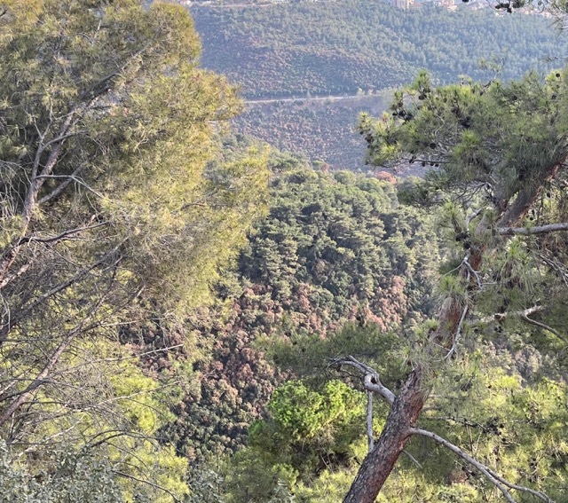 حرج حريصا ييبس بصمت... من المسؤول؟