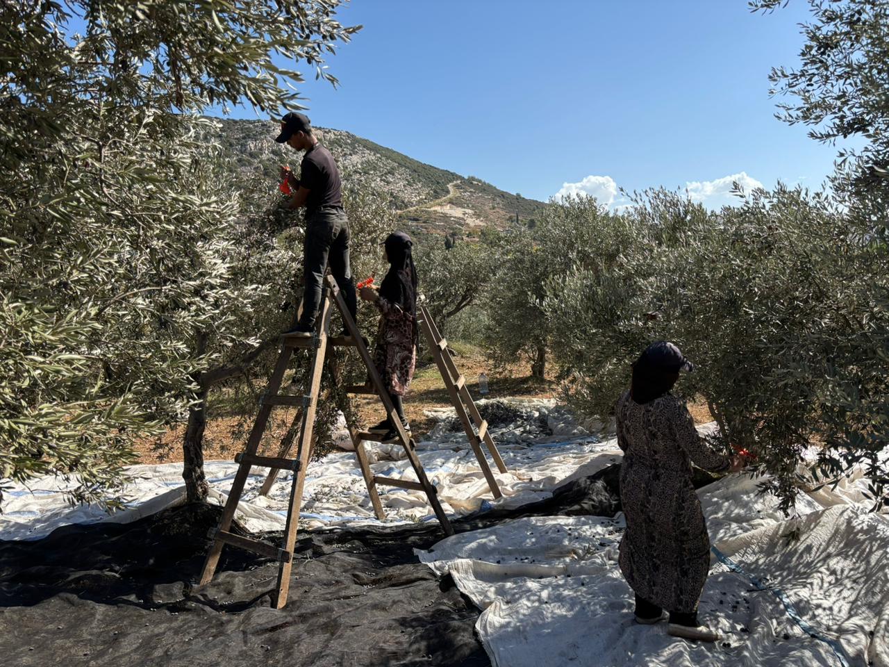 قطف الزيتون: تُظلم النساء بالعمل والأُجرة