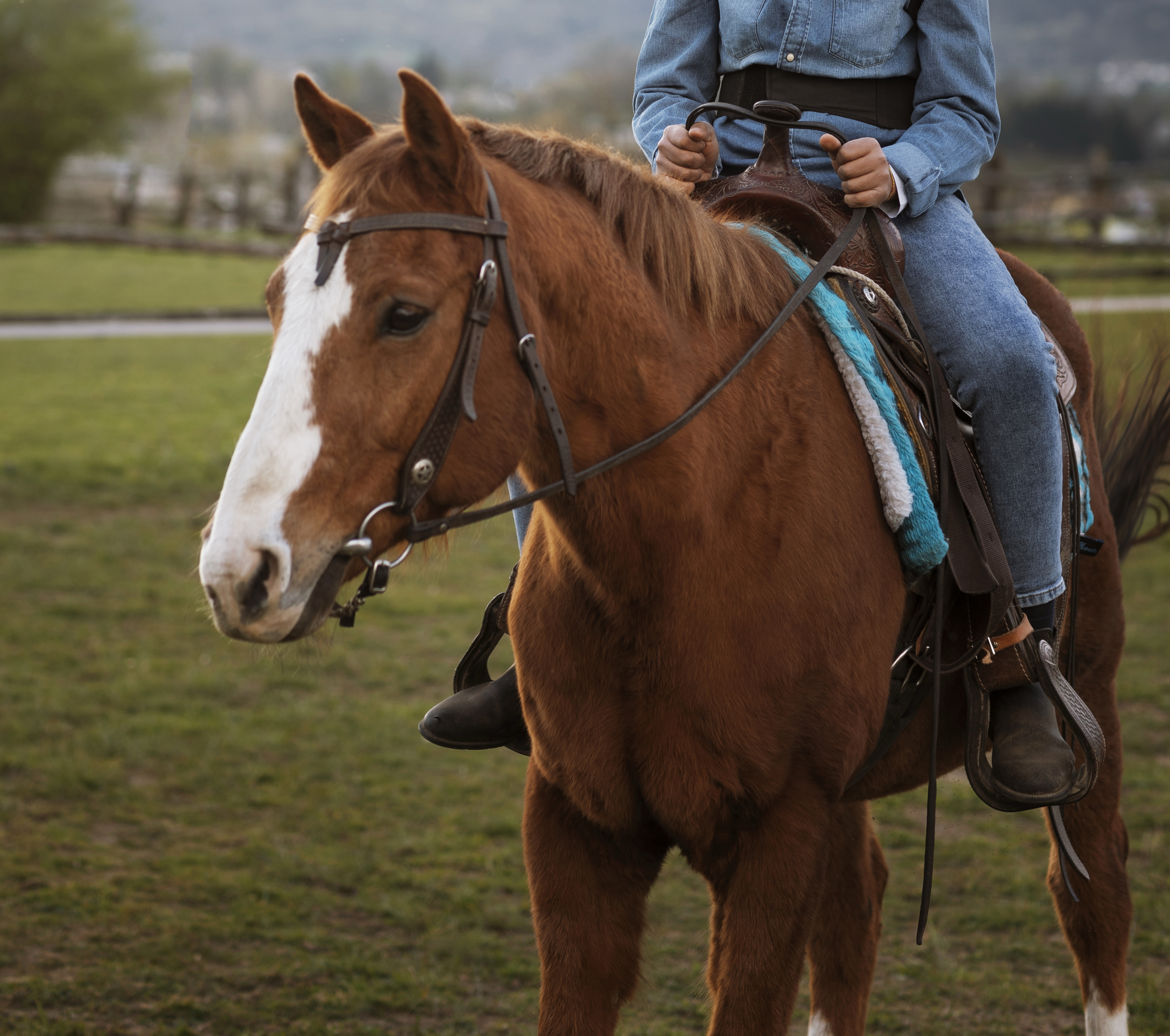 ركوب الخيل :ترف ورياضة والجغرافيا تحكم الاسعار