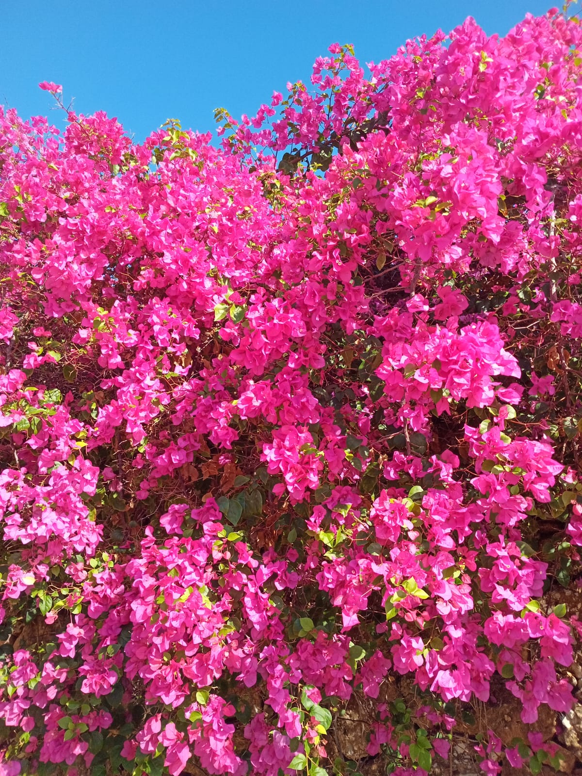 الألوان والنسيان